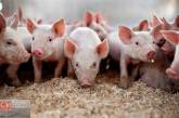 Вспышка АЧС в Одесской области: 2,5 тысячи свиней уйдут на убой