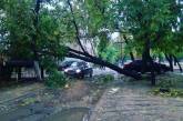 В Николаеве у детского сада дерево упало прямо на провода, но аварийным службам не до этого
