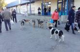 В Николаеве очередная стая бездомных собак кидается на горожан 