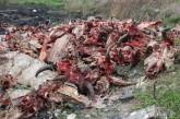 Сотни коровьих голов и тонны просроченных продуктов — активист показал стихийную свалку на окраине Николаева