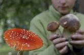 Еще четверо жителей Николаева отравились грибами: двое в тяжелом состоянии