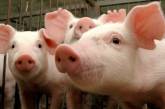В селе под Николаевом снова зарегистрирована вспышка африканской чумы свиней