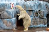 В Николаевском зоопарке отметили день рождения белых медведей Нанука и Зефирки