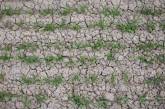 Агрономы предупреждают о начале засухи в Николаевской области: посев под угрозой