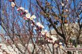 Весна: за один день в Николаеве зацвели фруктовые деревья