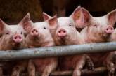 На Николаевщине снова зафиксирована вспышка африканской чумы свиней