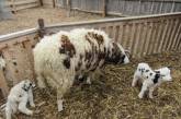 В Николаевском зоопарке родились два четырехрогих ягненка