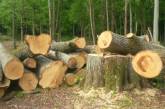 250 дубов вырубили в лесополосе у железной дороги на Николаевщине