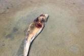  На Одесщине в браконьерских сетях погибли десятки дельфинов