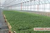 «Мы выращиваем томатную пасту», - группа компаний «Агрофьюжн»