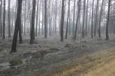 На Николаевщине на территории лесного урочища сгорело 3 га леса