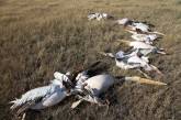 В Тилигульском парке погибли 12 пеликанов после столкновения с линиями электропередач