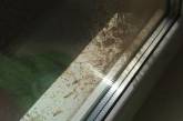 Неадекватный николаевец выливает свои испражнения на соседские окна