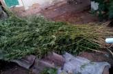 У николаевского наркоагронома правоохранители нашли около 500 кустов конопли