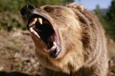 В России медведь откусил руку пьяному посетителю кафе. ВИДЕО