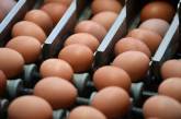"Яичный скандал" набирает обороты: яйца с токсинами обнаружили в Венгрии
