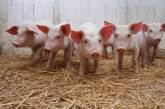 Африканская чума свиней распространилась на три области