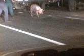 В Коблево перевернулся грузовик со свиньями
