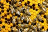 В Николаеве массово болеют пчелы