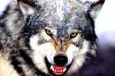 Душевнобольных одесситов обещают скармливать волкам