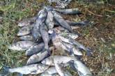 На Николаевщине 4 нарушителя выловили рыбы на почти 20 тыс грн