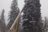 В Ивано-Франковской области срубили 90-летнюю главную елку Украины (фото)