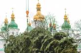 В Киеве установили главную ёлку страны