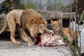 В зоопарке Дании посетителям предложили скормить "ненужных" питомцев львам