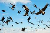 На Херсонщине расследуют гибель тысячи диких птиц