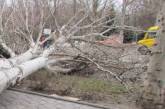 В Львовской области упавшее дерево лишило жизни лесника
