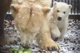 Николаевский зоопарк может остаться без белого медвежонка
