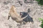 В Индии сняли на видео схватку медведя с тигром. ВИДЕО