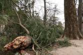 Буря в США сломала 227-летнее дерево, которое посадил еще Джордж Вашингтон