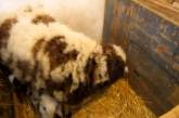 В Николаевском зоопарке пополнение: родились 2 ягненка и две овечки