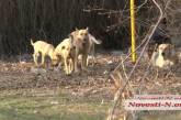 Собачья проблема: в Николаевском горисполкоме признали, что стерилизация не помогает