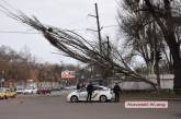 В Николаеве тополь упал на провода электросети - движение трамваев заблокировано