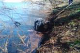 На Николаевщине спасатели вытащили корову, которая упала в водоем и застряла в иле