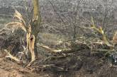 Как ремонтируют снигиревскую трассу —  уничтожено 60 деревьев и «украден» чернозем с полей 