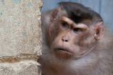 В Индии полиция ищет обезьяну, которая украла и утопила в колодце ребенка