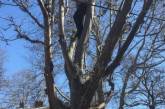 В Одессе на дереве пытался повеситься мужчина 