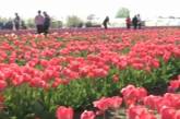 В Херсонской области расцвели 300 тысяч тюльпанов