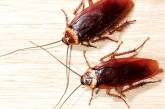 В Николаеве на травлю тараканов в жилых домах потратят 600 тыс грн