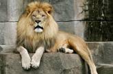 В тернопольском зоопарке лев напал на мальчика