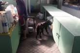 На рынке Николаева бродячие собаки вылизывают лотки в молочных рядах 