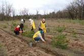 Николаевская молодежь вычистила от мусора часть матвеевского леса и высадила там новые деревья