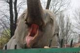 Слониха из Одесского зоопарка украла мобильник у зазевавшегося посетителя 