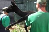 Николаевскому зоопарку подарили самца альпака