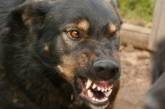 Усыпление 70 собак в Николаеве позволит сэкономить за месяц более полумиллиона — общественник
