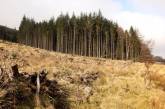 Австрия требует от Украины отмены запрета на экспорт леса