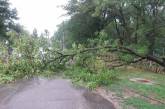 На Николаевщине из-за непогоды на проезжую часть упало дерево 